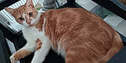 Zenko participe au concours pour gagner de l'argent avec cette photo : cat, orange_cat, white_cat, pet, indoor, chair, furniture, floor, tile_floor, relaxed, lying_down, looking_at_camera, curious, whiskers, ears, tail, animal, domestic, cozy, home