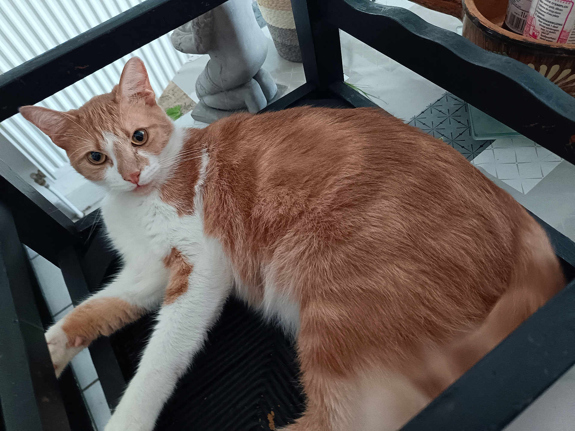 Zenko participe au concours pour gagner de l'argent avec cette photo : cat, orange_cat, white_cat, pet, indoor, chair, furniture, floor, tile_floor, relaxed, lying_down, looking_at_camera, curious, whiskers, ears, tail, animal, domestic, cozy, home