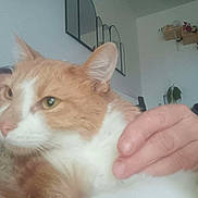 Zenko a rejoint le concours — aidez-le/la à gagner de superbes lots ! cat, close_up, comfort, cozy, domestic_animal, face, fur, furniture, ginger_cat, glasses, hand, home, indoor, person, pet, plant, relaxation, shelf, wall_decor, white_cat