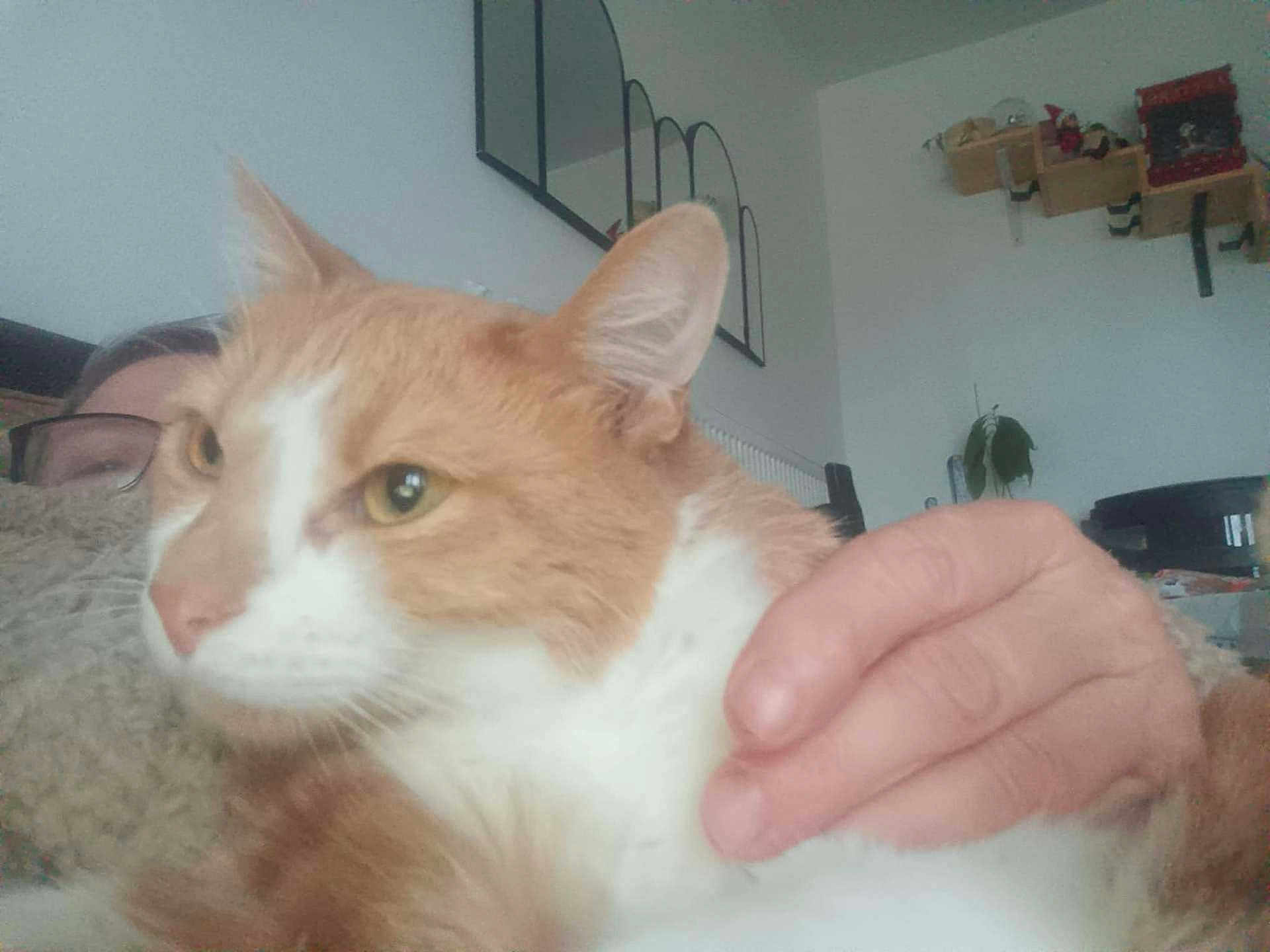 Zenko a rejoint le concours — aidez-le/la à gagner de superbes lots ! cat, close_up, comfort, cozy, domestic_animal, face, fur, furniture, ginger_cat, glasses, hand, home, indoor, person, pet, plant, relaxation, shelf, wall_decor, white_cat