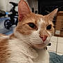 cat, orange_cat, white_cat, close_up, whiskers, pink_nose, pet, indoor, blurred_background, household, cardboard_box, fur, animal, domestic_cat, looking_away, cute, feline, soft_light, portrait, relaxed