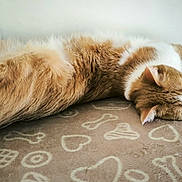 Zenko a rejoint le concours — aidez-le/la à gagner de superbes lots ! cat, orange_cat, white_cat, fluffy, lying_down, blanket, patterned_blanket, hearts, bones, cozy, indoor, pet, feline, resting, cute, whiskers, ears, fur, relaxed, side_view