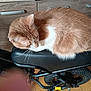 cat, orange_cat, white_cat, sleeping, bicycle_seat, bicycle, indoor, wooden_cabinets, tiled_floor, pet, animal, fur, whiskers, resting, closeup, domestic_animal, wheel, handlebars, black_seat, floor