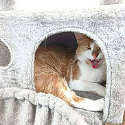 Zenko a rejoint le concours — aidez-le/la à gagner de superbes lots ! animal, cat, cat_condo, comfort, cozy, cute, feline, fur, home, indoor, orange_cat, paw, pet, plush, relaxed, resting, sleepy, tongue_out, white_cat, yawning