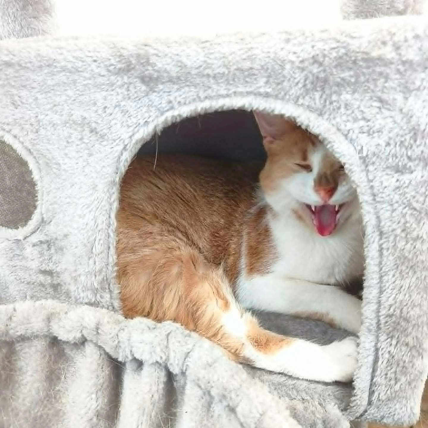 Zenko a rejoint le concours — aidez-le/la à gagner de superbes lots ! animal, cat, cat_condo, comfort, cozy, cute, feline, fur, home, indoor, orange_cat, paw, pet, plush, relaxed, resting, sleepy, tongue_out, white_cat, yawning