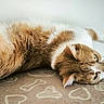 Zenko a rejoint le concours — aidez-le/la à gagner de superbes lots ! cat, orange_cat, white_cat, lying_down, carpet, pattern, bone_shape, heart_shape, pet, feline, fur, relaxed, indoor, animal, cute, mammal, whiskers, ears, resting, side_view