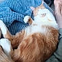 cat, orange_cat, white_cat, pet, sleeping, curled_up, paw_covering_face, blue_blanket, texture, furry, indoor, relaxing, resting, bare_feet, person, chair, floor_tiles, cozy, domestic_animal, cute