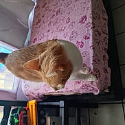 Zenko participe au concours pour gagner de l'argent avec cette photo : cat, orange_cat, white_cat, pet, indoor, blanket, furniture, window, curtains, floor_tiles, toy, table, looking_down, animal, domestic_cat, home, cozy, daylight, pink, patterned