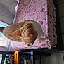 cat, orange_cat, white_cat, pet, indoor, blanket, furniture, window, curtains, floor_tiles, toy, table, looking_down, animal, domestic_cat, home, cozy, daylight, pink, patterned