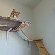 Zenko a rejoint le concours — aidez-le/la à gagner de superbes lots ! animal, blanket, cat, corner, curious, domestic, feline, home, indoor, light, minimalist, orange_cat, pet, quiet, resting, shelf, wall, white_cat, window, wooden_shelf