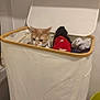 Zenko a rejoint le concours — aidez-le/la à gagner de superbes lots ! basket, cat, cleaning, clothes, container, curious, domestic, fabric, feline, hiding, household, indoor, laundry_hamper, laundry_room, lid, orange_cat, peek, pet, textile, white_cat