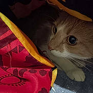 Zenko participe au concours pour gagner de l'argent avec cette photo : cat, curious, fabric, colorful, pattern, eye, whiskers, paws, closeup, cozy, indoor, hiding, texture, red, yellow, blue, soft, pet, animal, feline