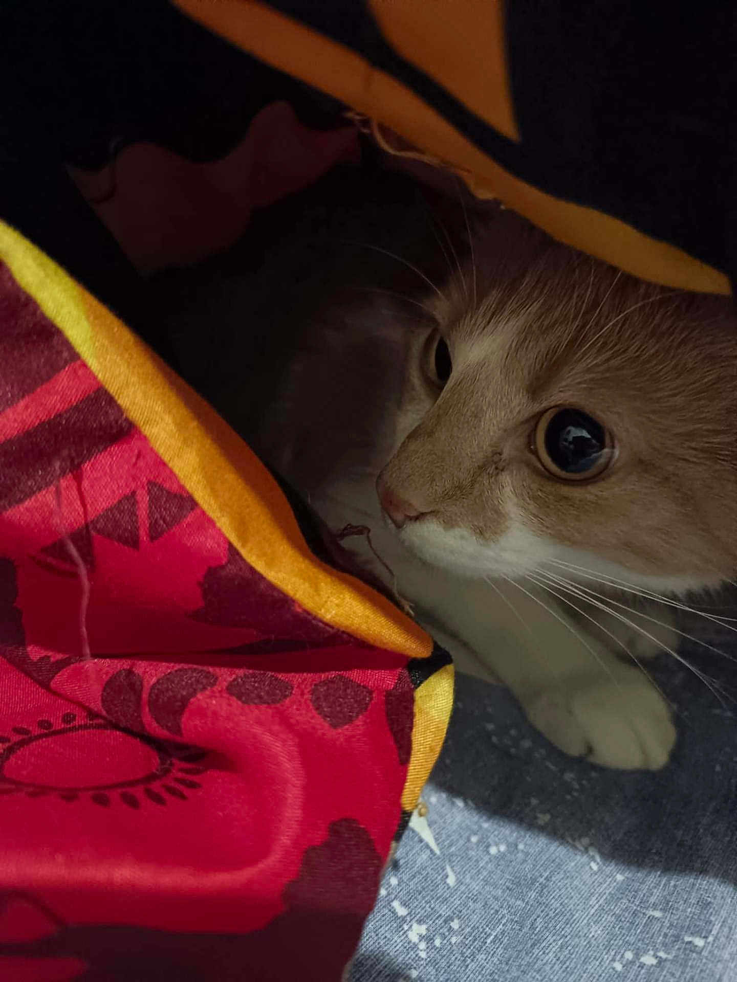 Zenko participe au concours pour gagner de l'argent avec cette photo : cat, curious, fabric, colorful, pattern, eye, whiskers, paws, closeup, cozy, indoor, hiding, texture, red, yellow, blue, soft, pet, animal, feline