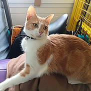 Zenko participe au concours pour gagner de l'argent avec cette photo : cat, orange_and_white_cat, pet, indoor, collar, bell, blanket, feline, stretching, household, yellow_grid, fur, whiskers, paw, side_view, domestic_animal, curious, sitting, close_up, window_light