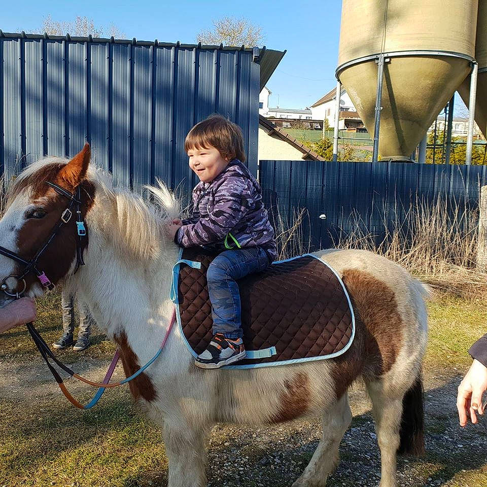 Déesse Des Trois Vallées participe au concours pour gagner de l'argent avec cette photo : bridle, halter, horse, horse_supplies, horse_tack, joy, livestock, mammal, mane, mare, pack_animal, person, pony, recreation, rein, vertebrate, working_animal