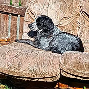 Sultan participe au concours pour gagner de l'argent avec cette photo : dog, black_and_white, lounging, outdoor, chair, vintage_furniture, wooden_fence, sunlight, grass, relaxed, pet, canine, resting, fur, daytime, nature, comfort, seat, animal, backyard