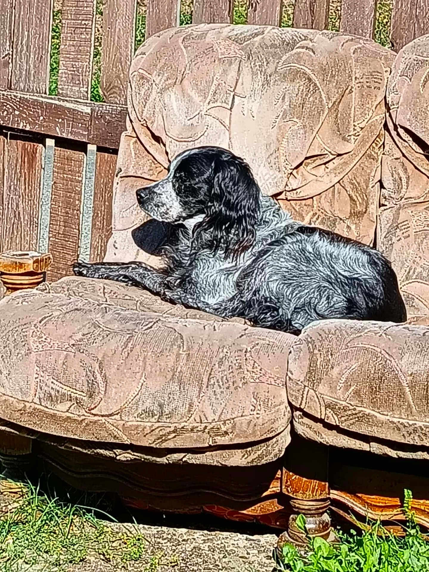 Sultan participe au concours pour gagner de l'argent avec cette photo : dog, black_and_white, lounging, outdoor, chair, vintage_furniture, wooden_fence, sunlight, grass, relaxed, pet, canine, resting, fur, daytime, nature, comfort, seat, animal, backyard