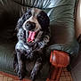 Sultan participe au concours pour gagner de l'argent avec cette photo : animal, black_and_white_dog, canine, comfortable, cozy, dog, fur, furniture, happy, home, indoor, leather_chair, paw, pet, relaxed, seated, tile_floor, tongue_out, wooden_armrest, yawning