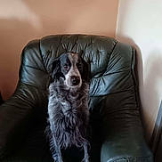 Sultan participe au concours pour gagner de l'argent avec cette photo : animal, black_and_white, calm, companion, cute, dog, domestic, furniture, home, indoor, leather_chair, looking_at_camera, medium_fur, pet, portrait, quiet, relaxed, seated, shadow, wall