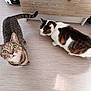 Guizzmo participe au concours pour gagner de l'argent avec cette photo : cat, cats, indoor, floor, wooden_floor, curious, pet, animal, feline, tabby_cat, white_and_brown_cat, two_animals, looking_up, sniffing, domestic, whiskers, tail, ears, collar, household