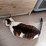 Guizzmo participe au concours pour gagner de l'argent avec cette photo : cat, tabby, white, collar, floor, wooden_cabinet, washing_machine, indoor, pet, animal, flooring, tail, paw, curious, sniffing, home, domestic, feline, striped, quiet