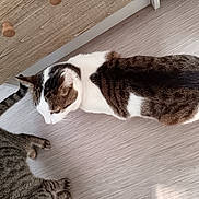 Guizzmo a rejoint le concours — aidez-le/la à gagner de superbes lots ! cat, tabby_cat, white_cat, indoor, floor, wooden_cabinet, pets, animal, feline, curious, two_cats, striped, domestic, companions, walking, home, fur, whiskers, tail, quiet