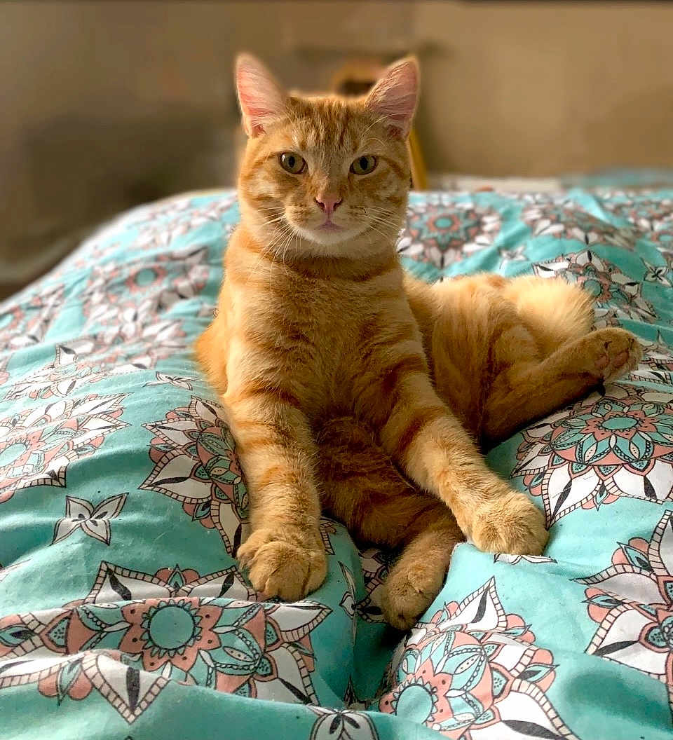 Pumpkin is registered to the contest to win money with this photo: cat, ginger_cat, pet, animal, feline, bed, blanket, patterned_blanket, indoor, relaxed, cute, fur, whiskers, ears, paws, looking_at_camera, resting, cozy, domestic_cat, portrait