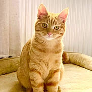 Pumpkin is registered to the contest to win money with this photo: cat, ginger_cat, tabby, pet_bed, indoor, feline, striped_fur, green_eyes, sitting, cozy, curtain, wall, soft_texture, animal, domestic_cat, cute, pet, furry, whiskers, ears