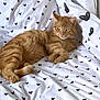 Pumpkin is registered to the contest to win money with this photo: cat, ginger_cat, tabby, bed, bedding, heart_pattern, white_bedspread, indoor, pet, feline, resting, cozy, cute, animal, striped, fur, relaxed, paw, whiskers, ears