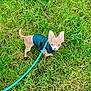 animal, blue_leash, chihuahua, collar, cute, dog, ears, grass, green_grass, harness, jacket, lawn, leash, looking_up, outdoor, pet, puppy, small_dog, tan_fur, walking