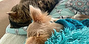 Bella is registered to the contest to win money with this photo: animal, bed, blanket, cat, companion, cozy, cute, dog, domestic, fur, furry, indoor, napping, patterned, pet, relaxation, resting, sleeping, teal, warm