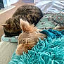 animal, bed, blanket, cat, companion, cozy, cute, dog, domestic, fur, furry, indoor, napping, patterned, pet, relaxation, resting, sleeping, teal, warm