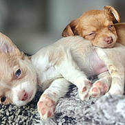 Bella joined the competition — help win amazing prizes! adorable, animal, blanket, closeup, companion, cozy, cuddle, cute, dog, fur, indoor, laying, paw, pet, puppy, resting, sleepy, snuggle, soft, young