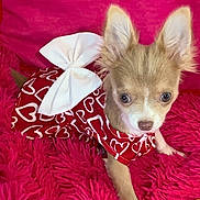 Bella is registered to the contest to win money with this photo: accessory, big_eyes, bow, close_up, cute, dog, dress, face, fluffy_texture, fur, heart_pattern, indoor, long_ears, pet, pink_blanket, pink_pillow, puppy, red_clothing, sitting, small_dog