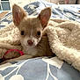 animal, bed, blanket, chihuahua, cozy, curious, cute, dog, domestic_animal, ears, fur, indoor, looking, pet, puppy, resting, small_dog, snuggling, soft, young