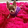 bed, blanket, chihuahua, close_up, cute, dog, eyes, fluffy, fur, indoor, large_ears, nose, pet, pink_blanket, portrait, puppy, purple_sweater, small_dog, sweater, toy