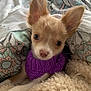 animal, bed, blanket, close_up, cozy, cute, dog, ears, fur, indoor, knitted, looking_at_camera, patterned_blanket, pet, puppy, purple_sweater, small_dog, snuggling, soft, young