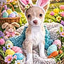 basket, blanket, bunny_ears, butterfly, carrot, cute, daisies, dog, easter, easter_eggs, flowers, fur, grass, outdoors, pastel_colors, plush_toy, portrait, puppy, spring, tulips