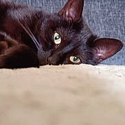 Wanda joined the competition — help win amazing prizes! cat, black_cat, pet, animal, lying_down, close_up, eyes, fur, whiskers, ears, indoor, cozy, curious, soft_surface, texture, relaxed, portrait, mammal, companion, resting