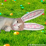 Bodak Elina joined the competition — help win amazing prizes! animal, bunny_ears, cat, close_up, colorful, cute, easter_eggs, face, grass, green, holiday, lying_down, outdoor, overlay, paws, pet, playful, spring, tiktok_handle, watermark