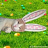animal, bunny_ears, cat, close_up, colorful, cute, easter_eggs, face, grass, green, holiday, lying_down, outdoor, overlay, paws, pet, playful, spring, tiktok_handle, watermark