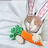 Bodak Elina is registered to the contest to win money with this photo: bed, blanket, bunny_ears, cat, close_up, costume, cozy, cute, domestic_cat, fur, indoor, knitted_toy, pastel, paws, pet, pink_nose, relaxed, sleeping, toy_carrot, whiskers
