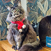 Ulk participe au concours pour gagner de l'argent avec cette photo : cat, fluffy, red_scarf, green_eyes, wooden_surface, leafy_wallpaper, mirror, reflection, indoor, decor, pet, feline, long_hair, sitting, looking_up, cozy, festive, pom_poms, tail, close_up