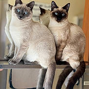 Okeley And Aspen joined the competition — help win amazing prizes! cat, siamese_cat, blue_eyes, reflection, indoor, feline, pet, animal, fur, tail, sitting, looking_at_camera, domestic_animal, mirror, pair, cute, whiskers, alert, soft_light, portrait