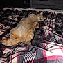 cat, orange_tabby, sleeping, bed, blanket, plaid, cozy, indoor, feline, pet, relaxed, fur, whiskers, paw, domestic_animal, resting, cute, animal, soft, comfort