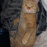 Nala is registered to the contest to win money with this photo: cat, orange_tabby, blanket, bed, remote_control, indoor, pet, fur, whiskers, relaxed, lying_down, cozy, soft_texture, flash, animal, domestic_cat, cute, sleepy, feline, resting