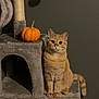 cat, orange_tabby, pumpkin, cat_tree, indoor, pet, animal, feline, gray, plush, curious, sitting, whiskers, ears, tail, cute, domestic, house, cozy, quiet