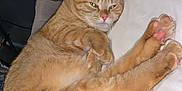 Nala joined the competition — help win amazing prizes! cat, orange_tabby, pet, indoor, relaxing, lying_down, cozy, blanket, paw, pink_paw_pads, feline, domestic_cat, sleepy, soft_fur, home, resting, cute, animal, comfort, foot