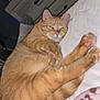 cat, orange_tabby, pet, indoor, relaxing, lying_down, cozy, blanket, paw, pink_paw_pads, feline, domestic_cat, sleepy, soft_fur, home, resting, cute, animal, comfort, foot