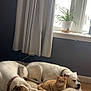 dog, cat, dog_bed, window, curtains, plant, indoor, pet, sleeping, resting, ginger_cat, white_dog, wood_floor, cozy, relaxing, furniture, living_room, animal, domestic, companion
